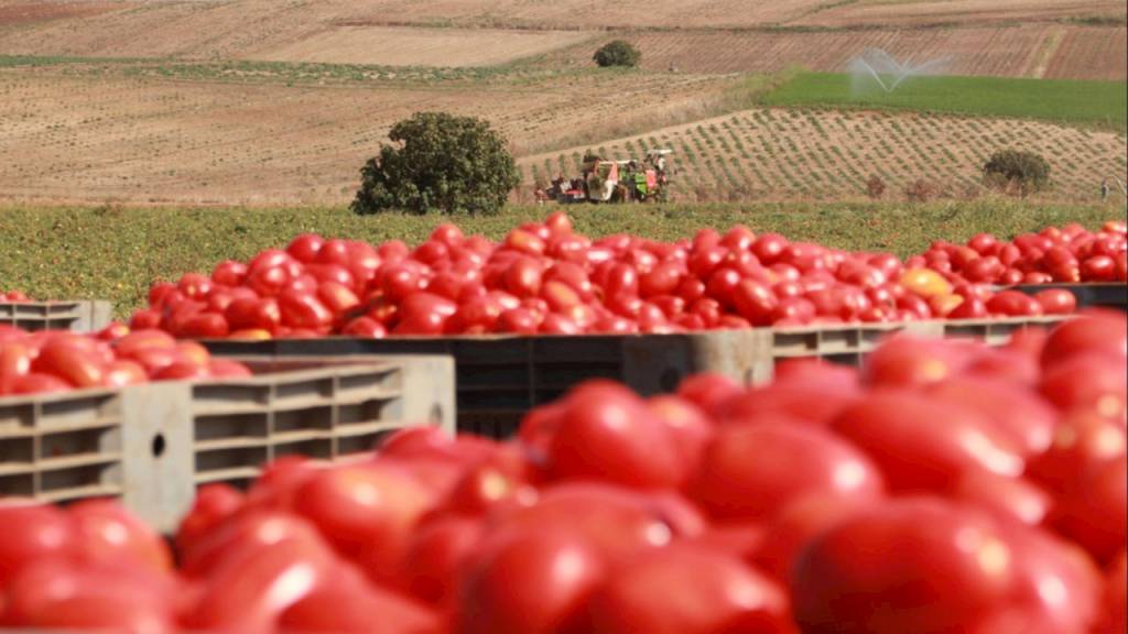 Bild 1 | Intelligente Lösungen von ABB sorgen für eine Effizienzsteigerung bei der Tomatenverarbeitung in der Produktionsstätte des Unternehmens Casar auf Sardinien.