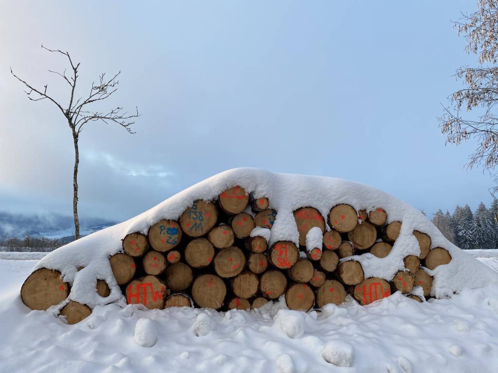 Bild 1 | Das Fraunhofer IPM entwickelt zusammen mit Partnern ein Verfahren zur Baumstammidentifizierung, das ganz ohne Markierungen auskommt. Die heute üblichen Zeichen oder Nummerierplättchen genügen nicht mehr den Ansprüchen einer modernen Holzwirtschaft