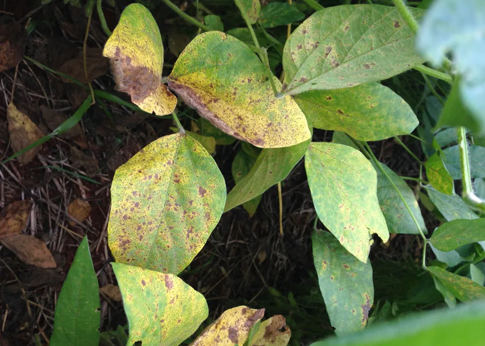 Two diseases that cause different symptoms in soybean crops were chosen for the Innereye project
